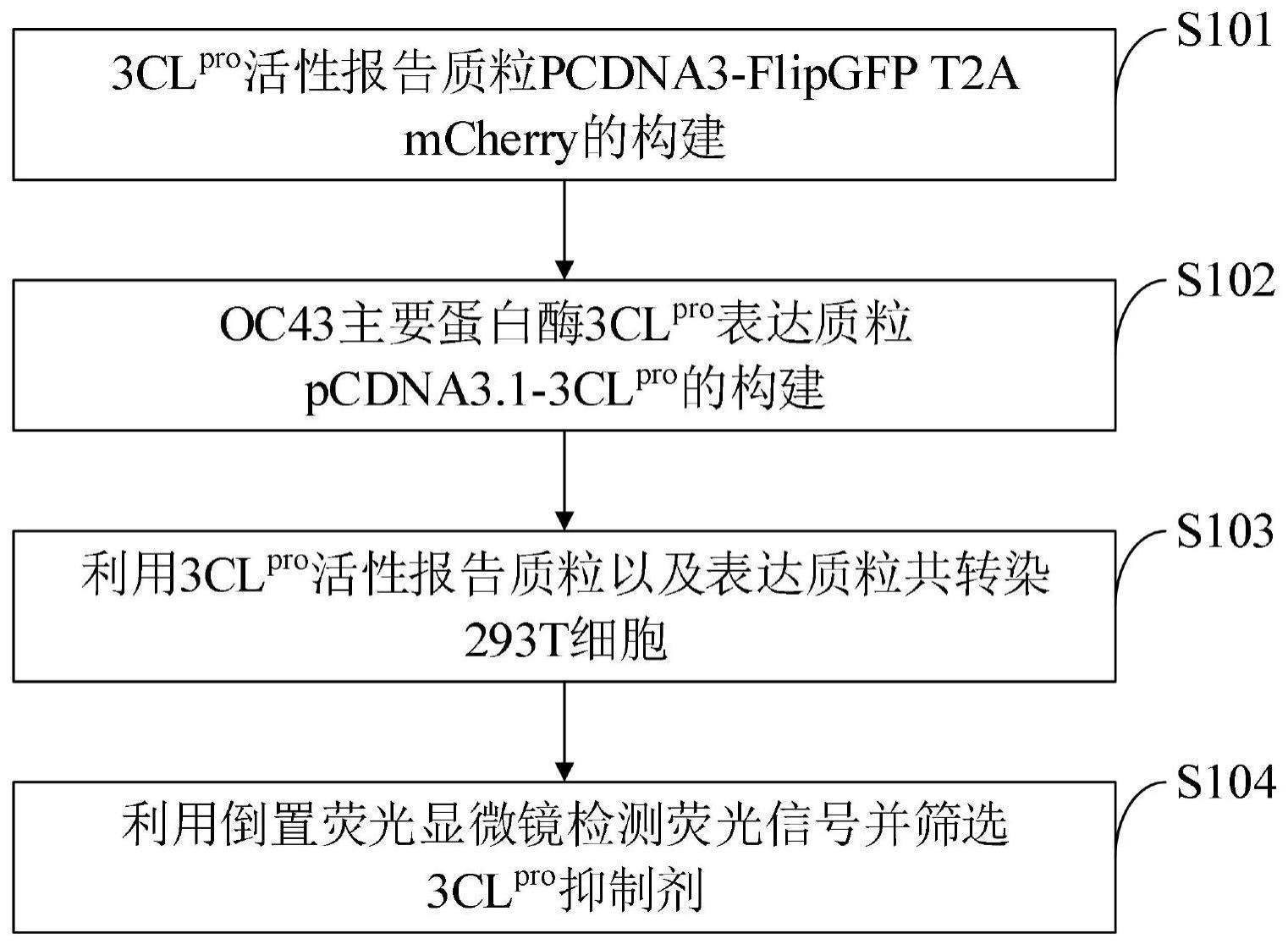 筛选人冠状病毒主要蛋白酶3CL