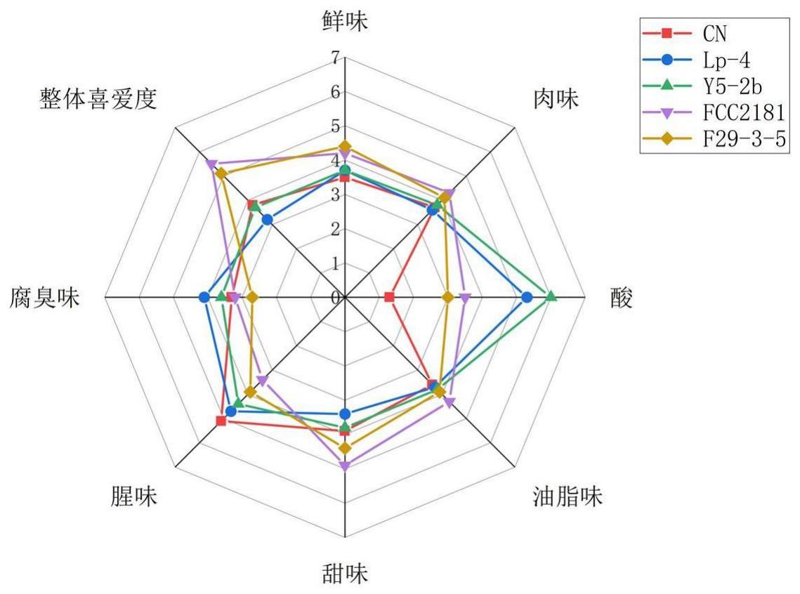 一种扇贝裙边的发酵方法、鲜味料理包及其制备方法和应用