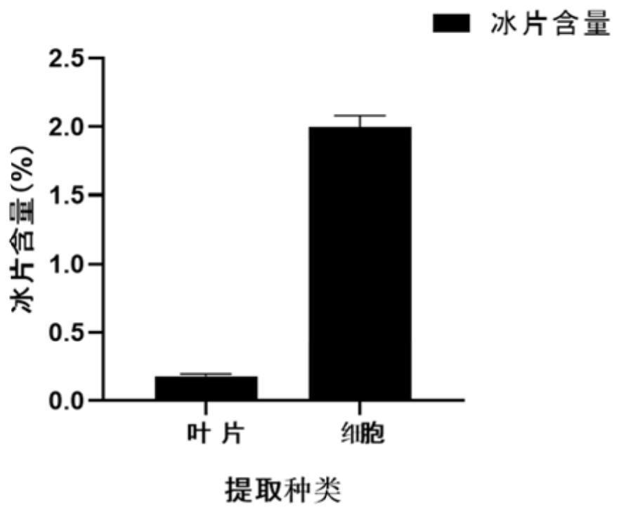 一种梅片树叶片愈伤组织诱导及悬浮细胞培养方法