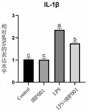 一株韩国酒曲伴生乳杆菌及其应用的制作方法