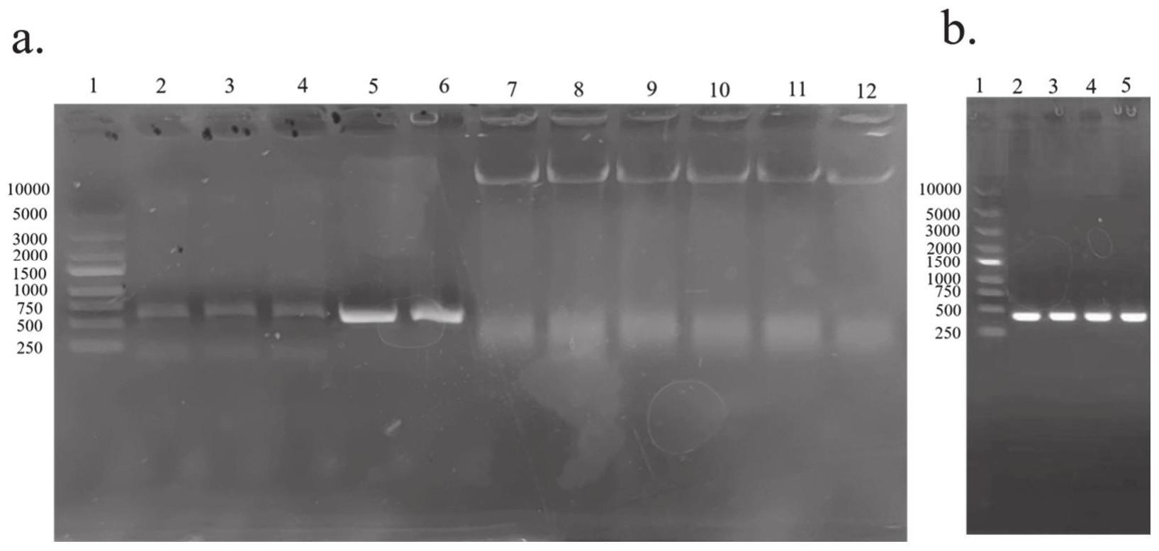 PbPCZ锌指蛋白及其编码基因和应用