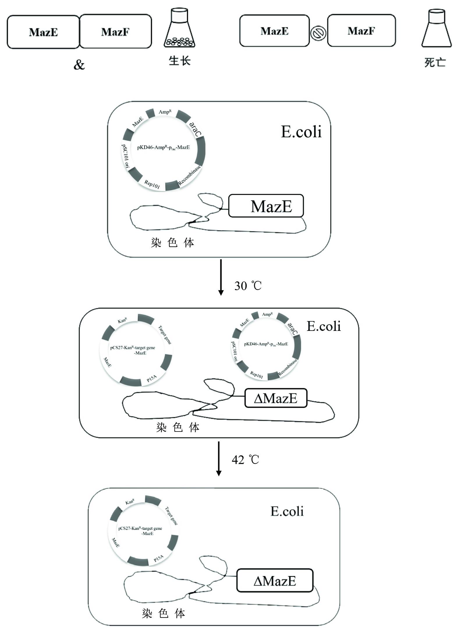 稳定遗传筛选元件及其构建方法和应用