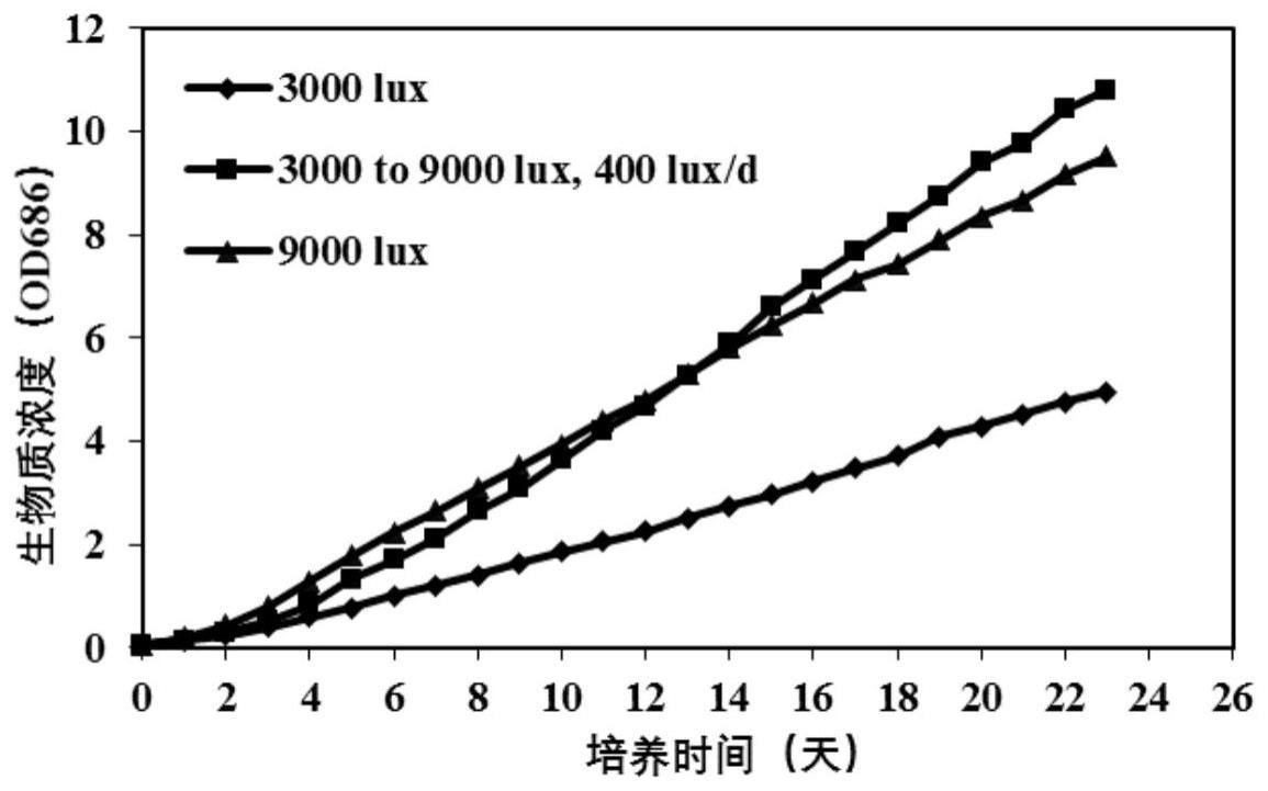 一种利用梯度变光促进微藻生长及产油的方法与流程