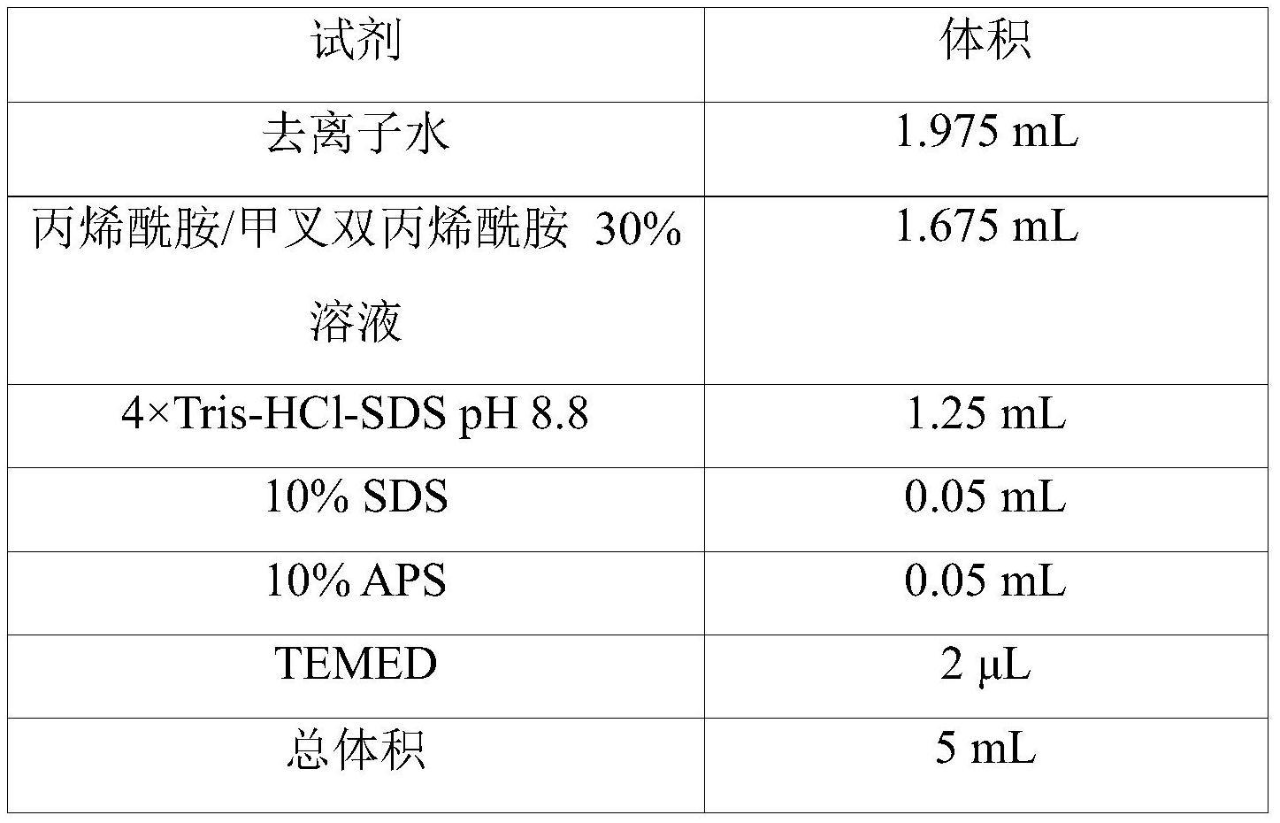 一种适用于圆红冬孢酵母的2A肽突变体及其筛选方法与应用与流程