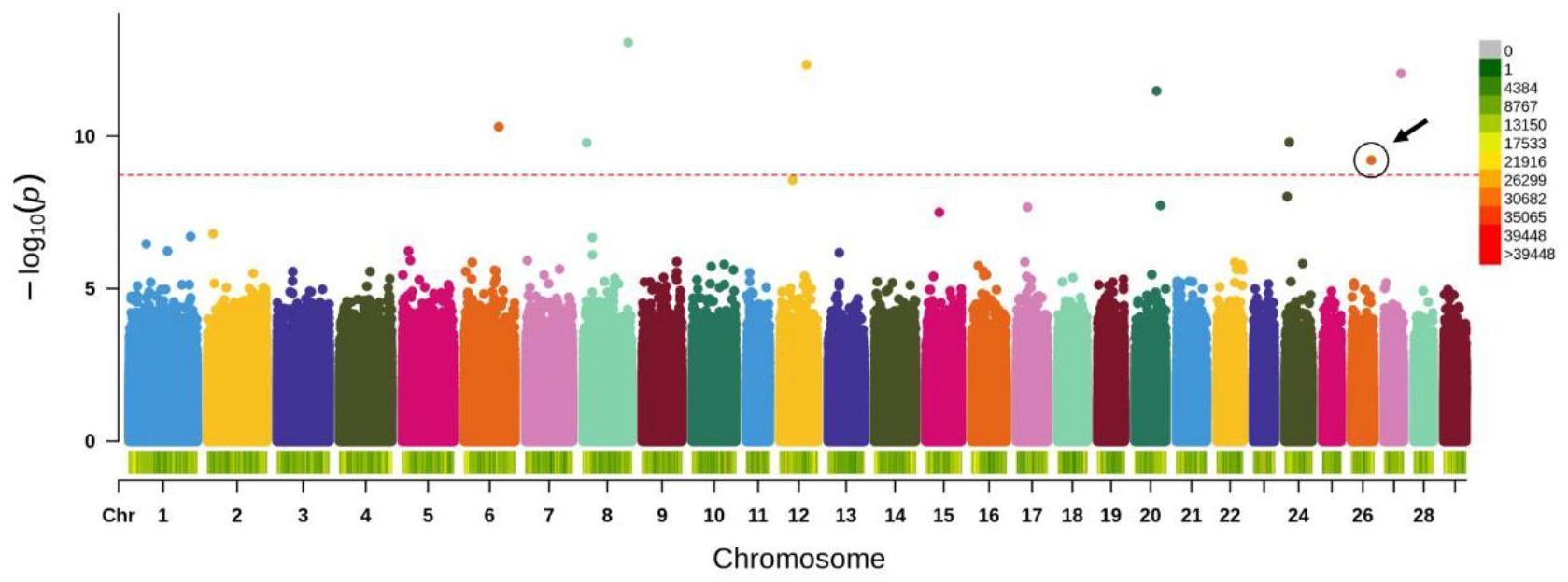 一种山羊26号染色体上与繁殖性状相关的SNP分子标记及应用