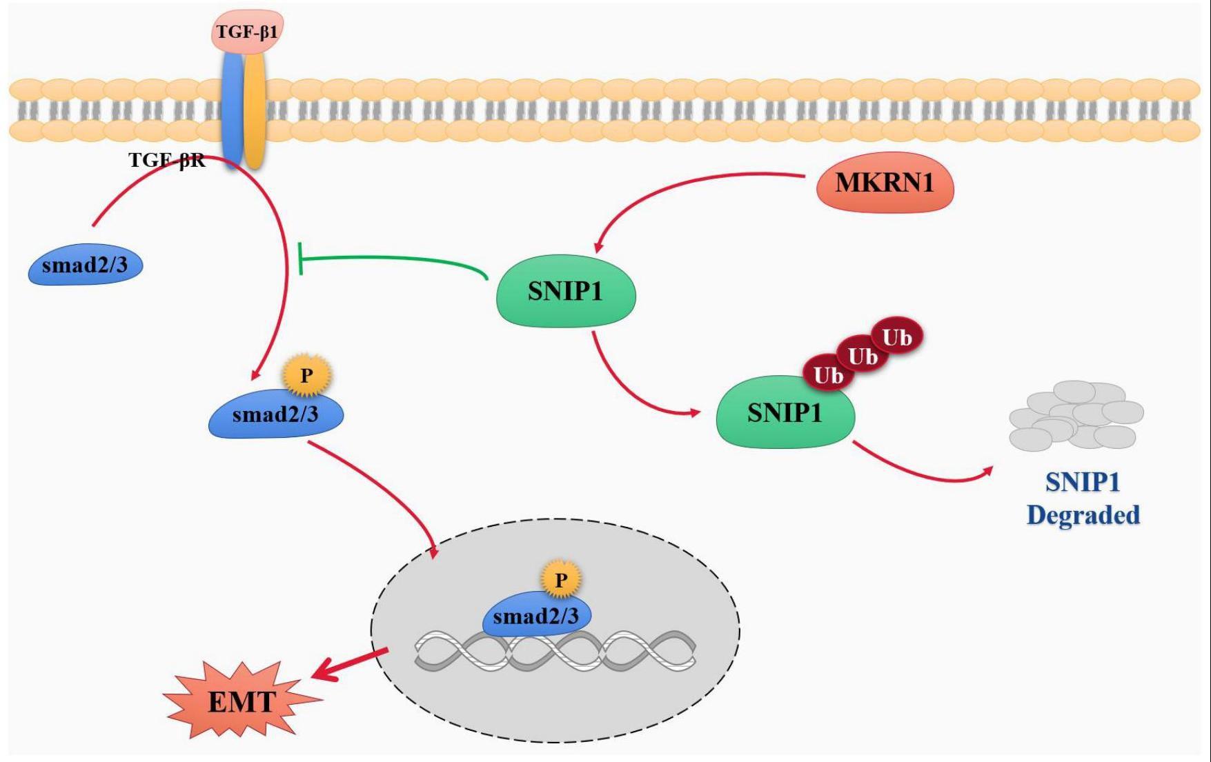 MKRN1、SNIP1在制备/作为结直肠癌药物、试剂方面的应用