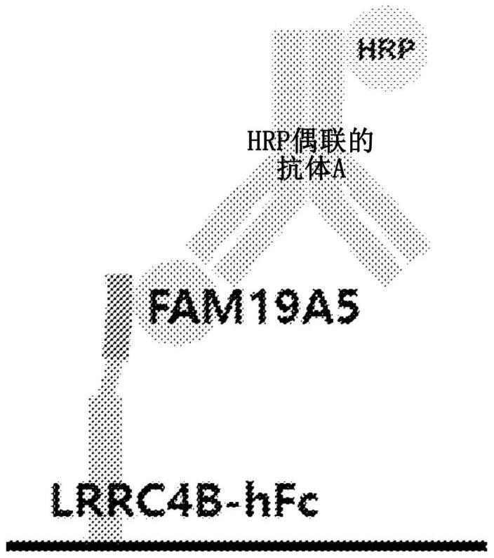 LRRC4家族模拟分子及其诊断用途的制作方法