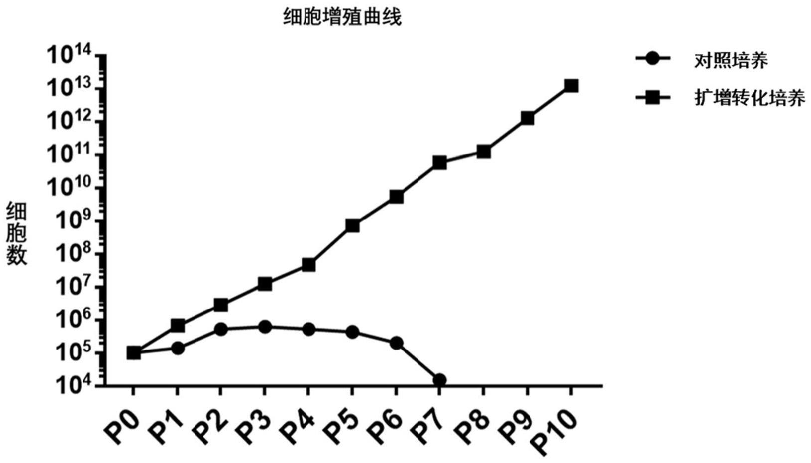 含肾前体样细胞的生物制剂及其制备方法和应用与流程