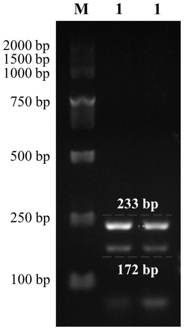 一种与海门山羊初生重繁殖性状相关的InDel分子标记及其应用