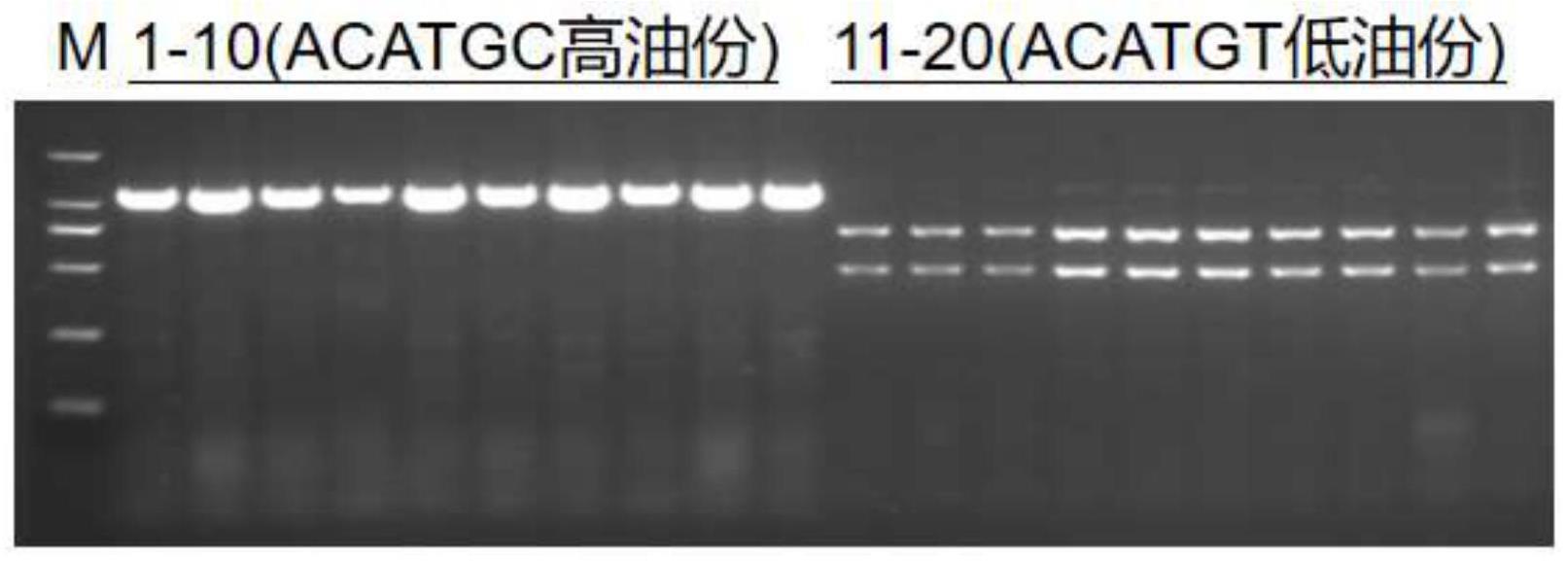 一种辅助检测大豆油脂含量高低的分子标记及其应用