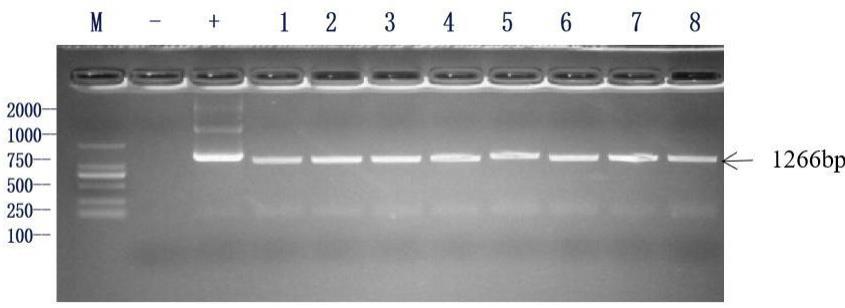 油莎豆CePLPP1-5基因及其应用