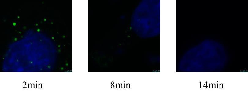 靶向FOXM1蛋白的促聚集降解多肽、衍生物及应用