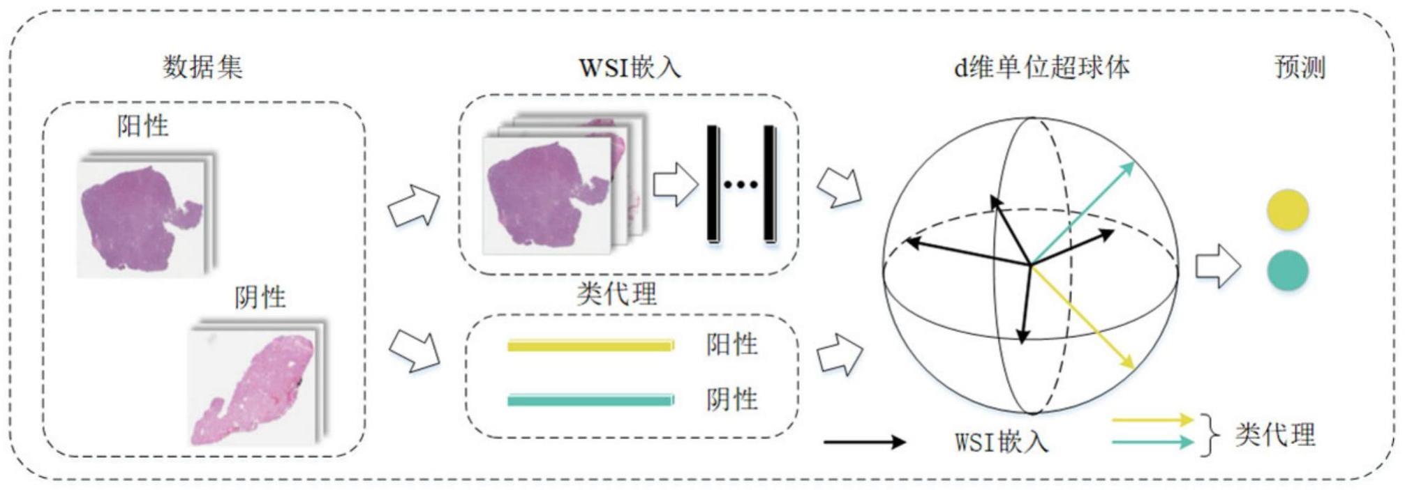 乳腺癌HER2状态预测方法和靶向药治疗反应预测方法