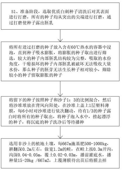 一种白刺的快速育苗方法与流程