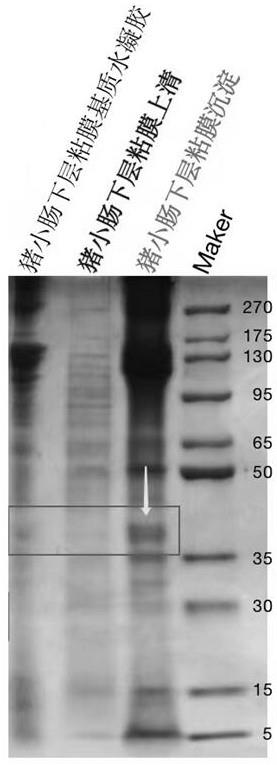 猪源性小肠粘膜下基质材料中活性蛋白的表征方法和应用与流程