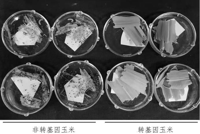 一种转基因玉米VB15外源插入片段的旁侧序列及其应用的制作方法