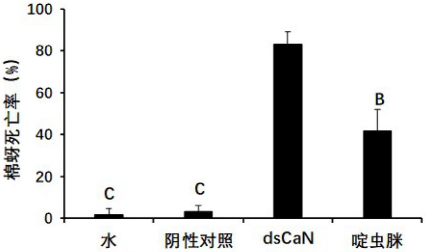 一种昆虫钙调磷酸酶基因的dsRNA及其制备方法和应用