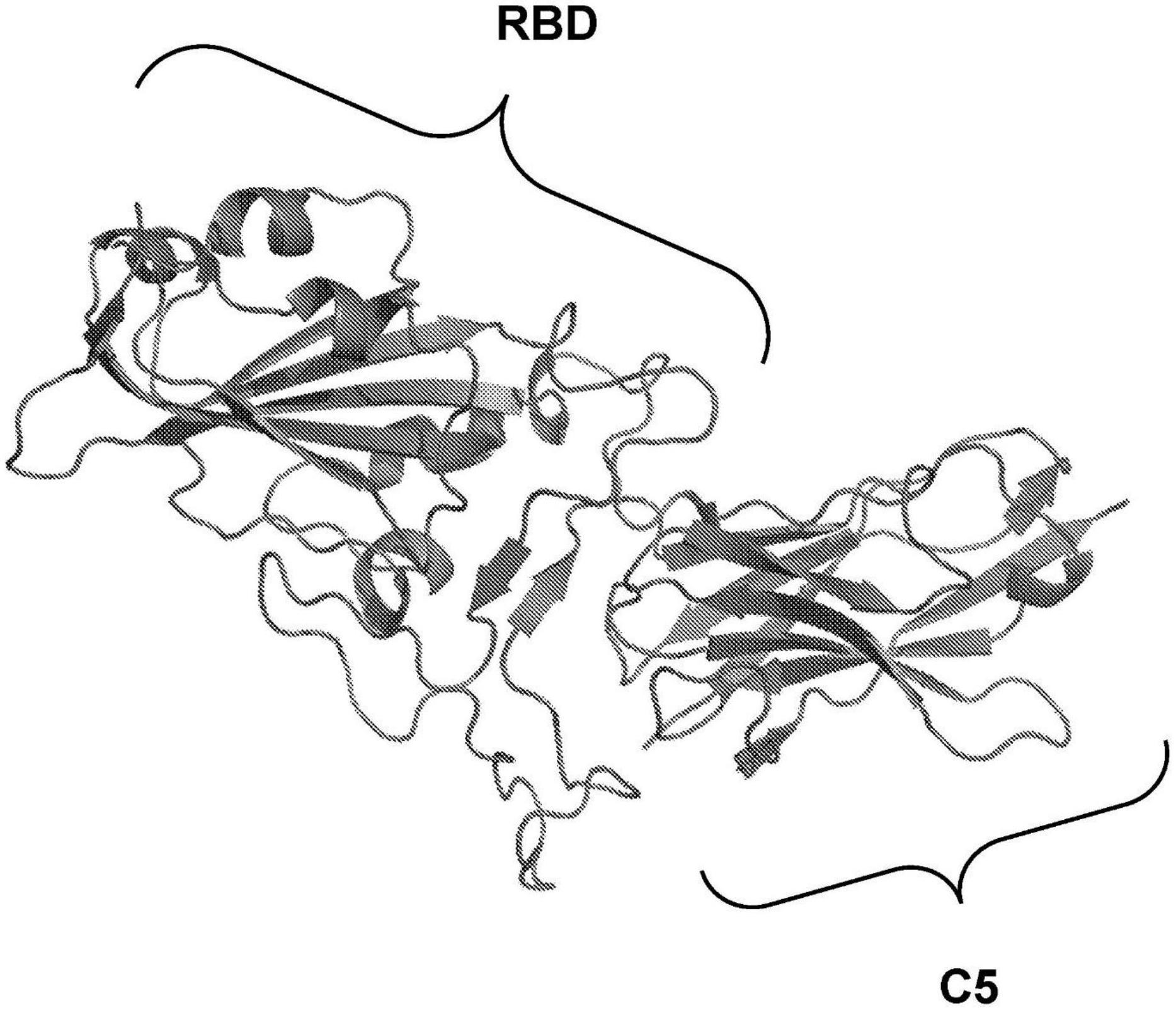 靶向SARS-COV-2的单结构域抗体的制作方法
