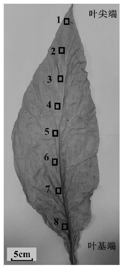 一种单片烤烟叶不同部位化学成分的半定量测量方法与流程