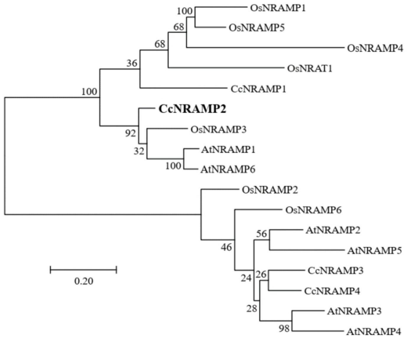 樟树CcNRAMP2在促进镉吸收和积累中的应用的制作方法