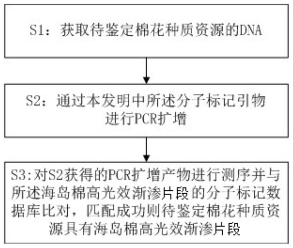 海岛棉高光效渐渗片段的分子标记及应用的制作方法