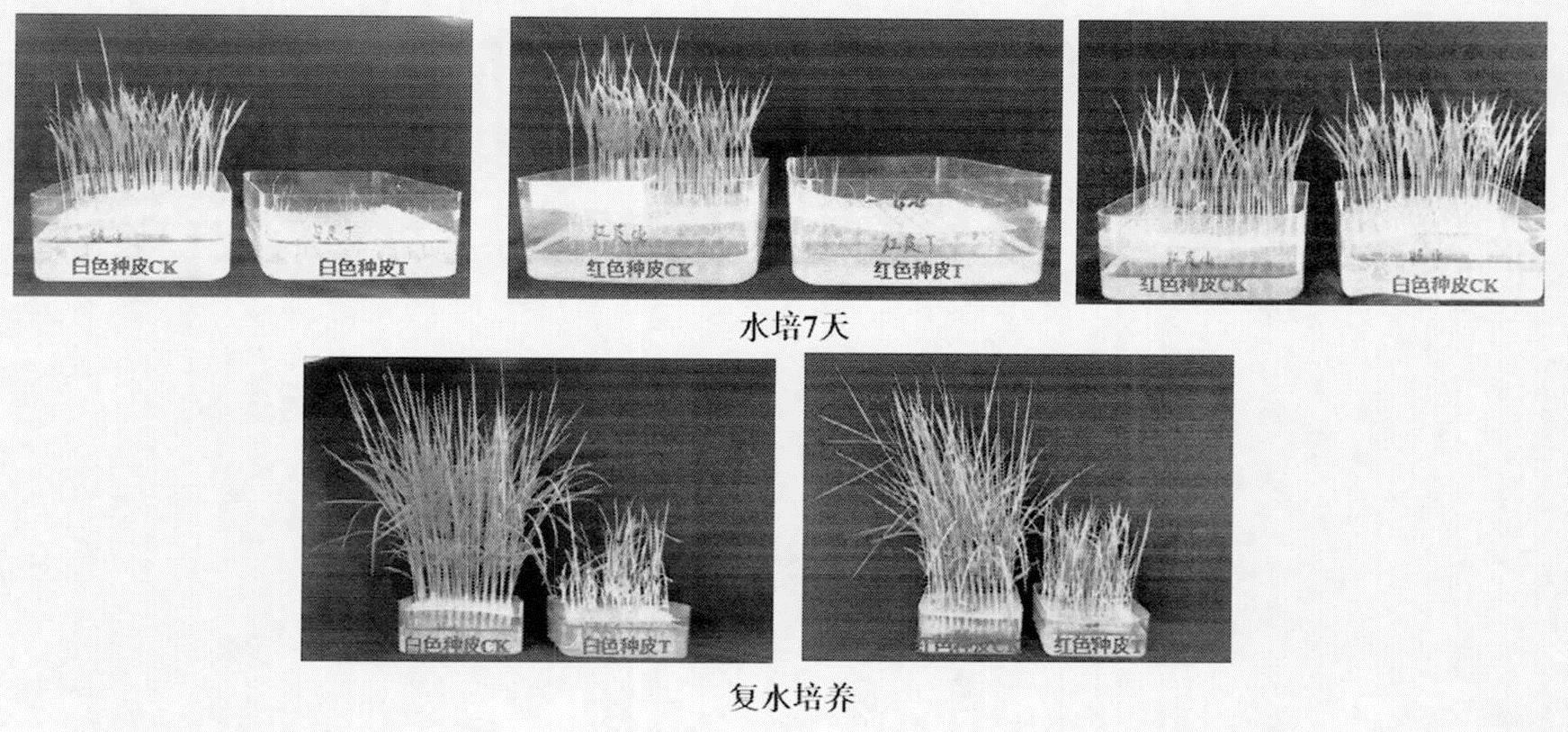 一种田间快速筛选水稻耐盐的方法与流程