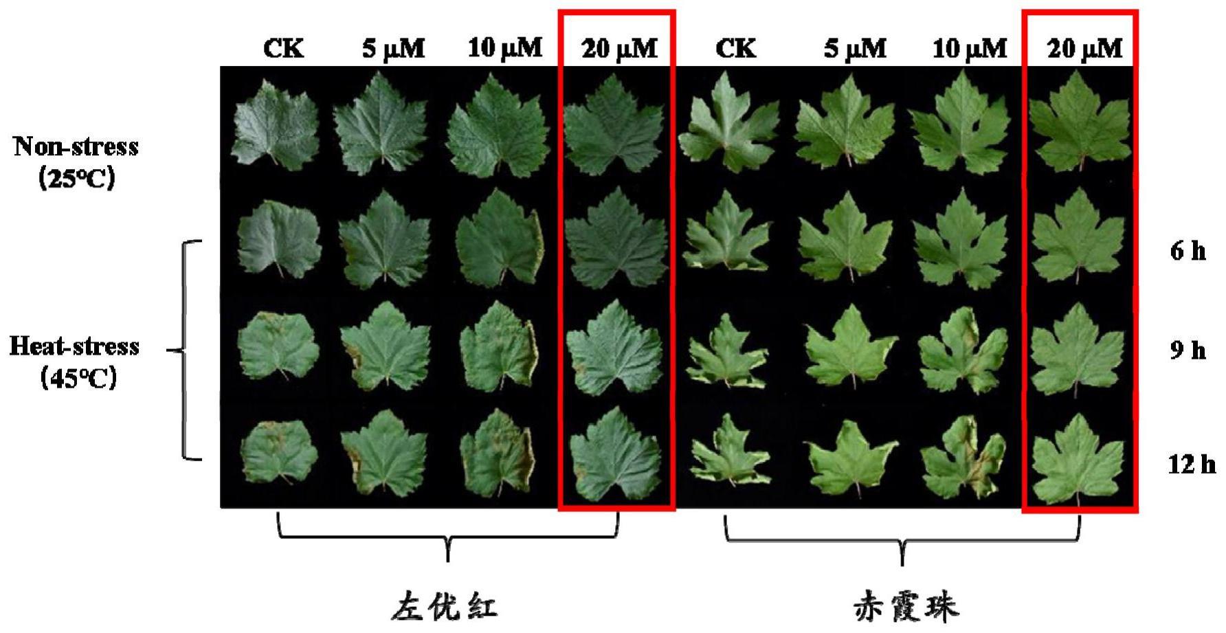 一种可减轻葡萄叶片高温胁迫伤害的植物生长调节剂及其使用方法与应用