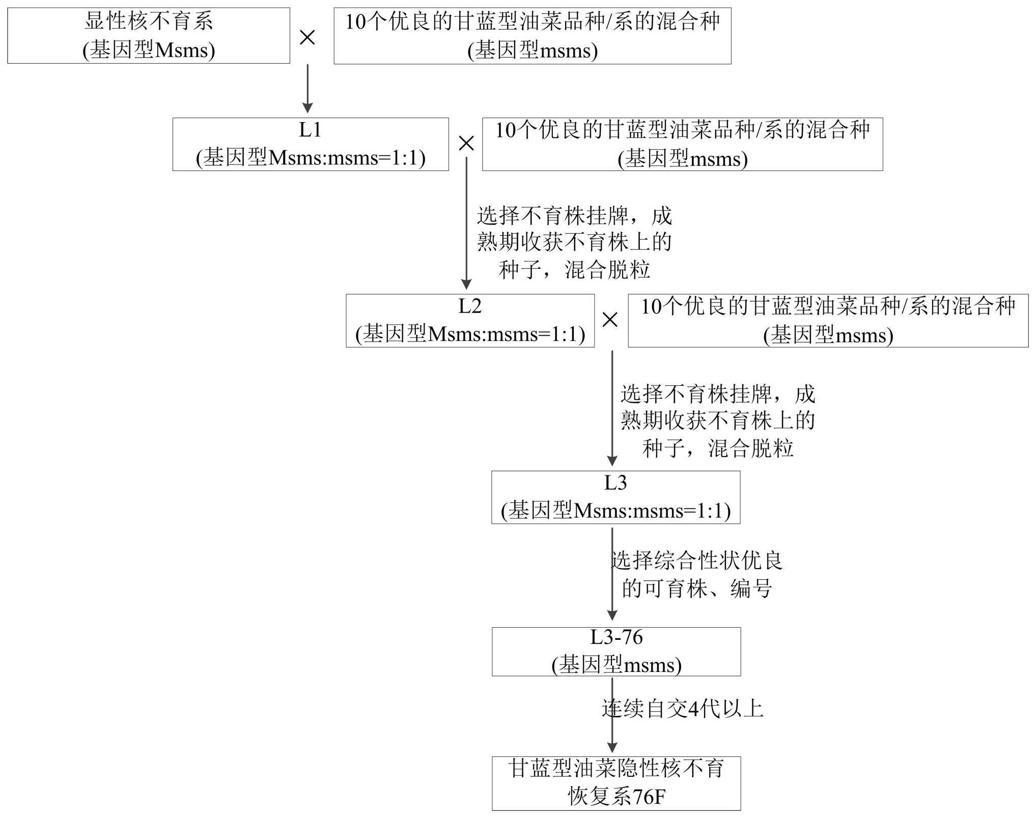 一种选育甘蓝型油菜隐性核不育恢复系的方法