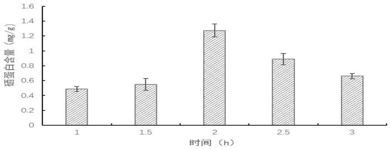 一种地梢瓜硒蛋白的提取方法