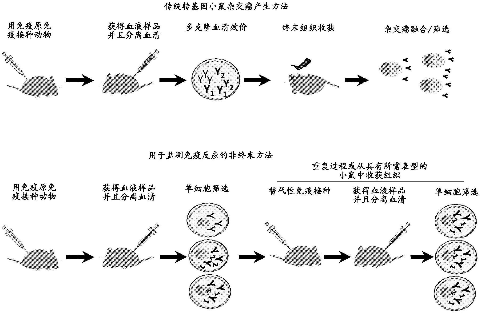 非终末抗体发现方法和单细胞测定与流程