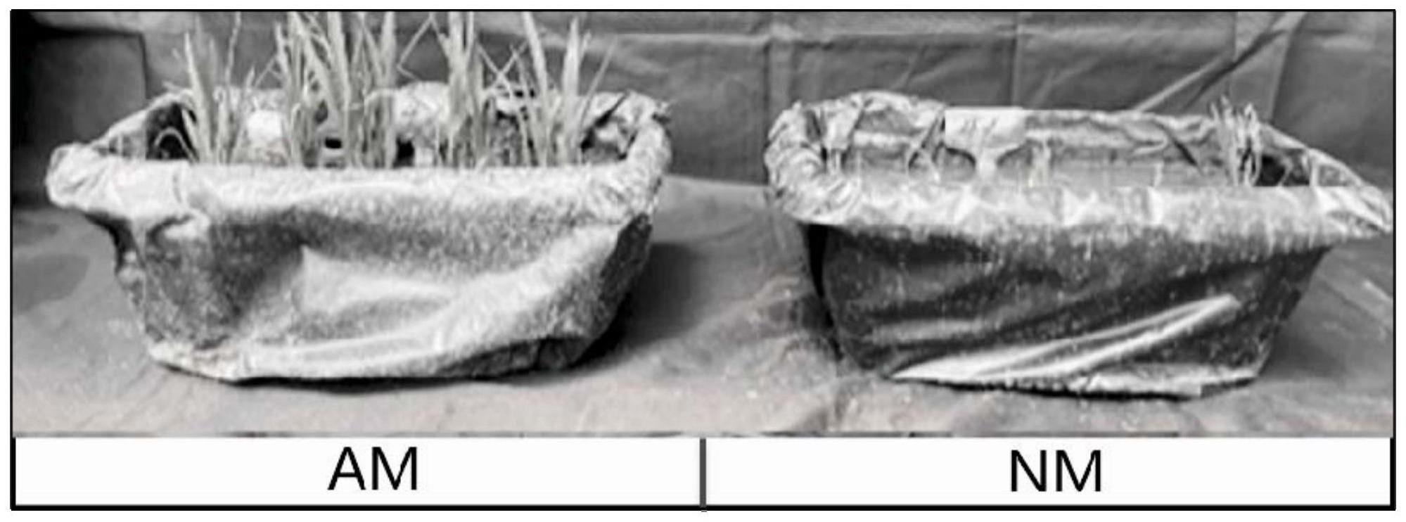 一种基于丛枝菌根真菌与贝莱斯芽孢杆菌联用提高水稻耐冷性的育苗方法