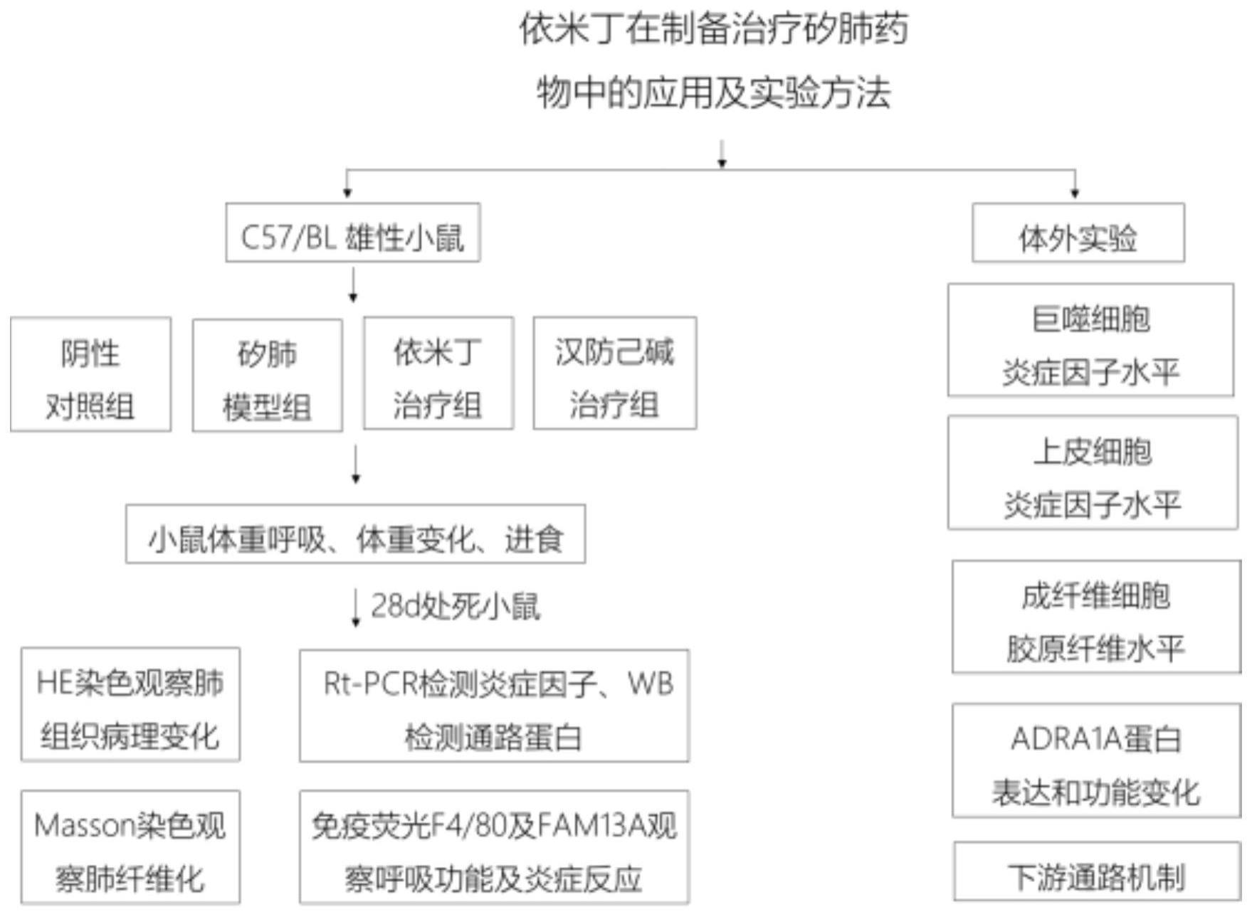 依米丁在制备治疗矽肺药物中的应用及实验方法