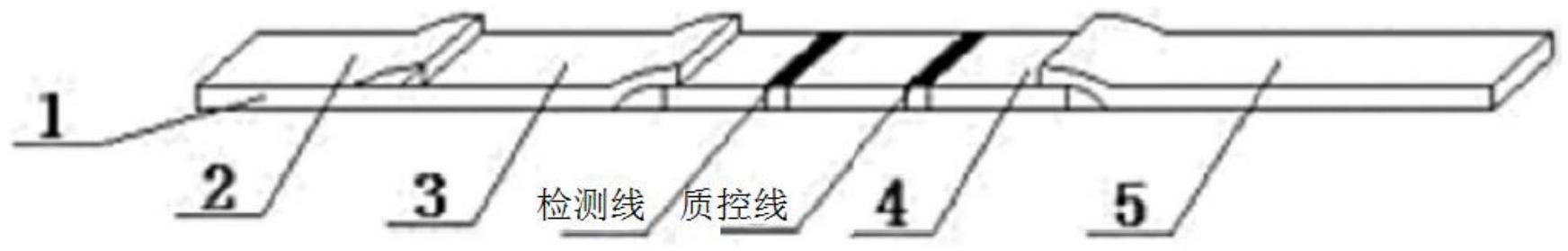 一种用于检测偏肺病毒的检测卡及其应用的制作方法