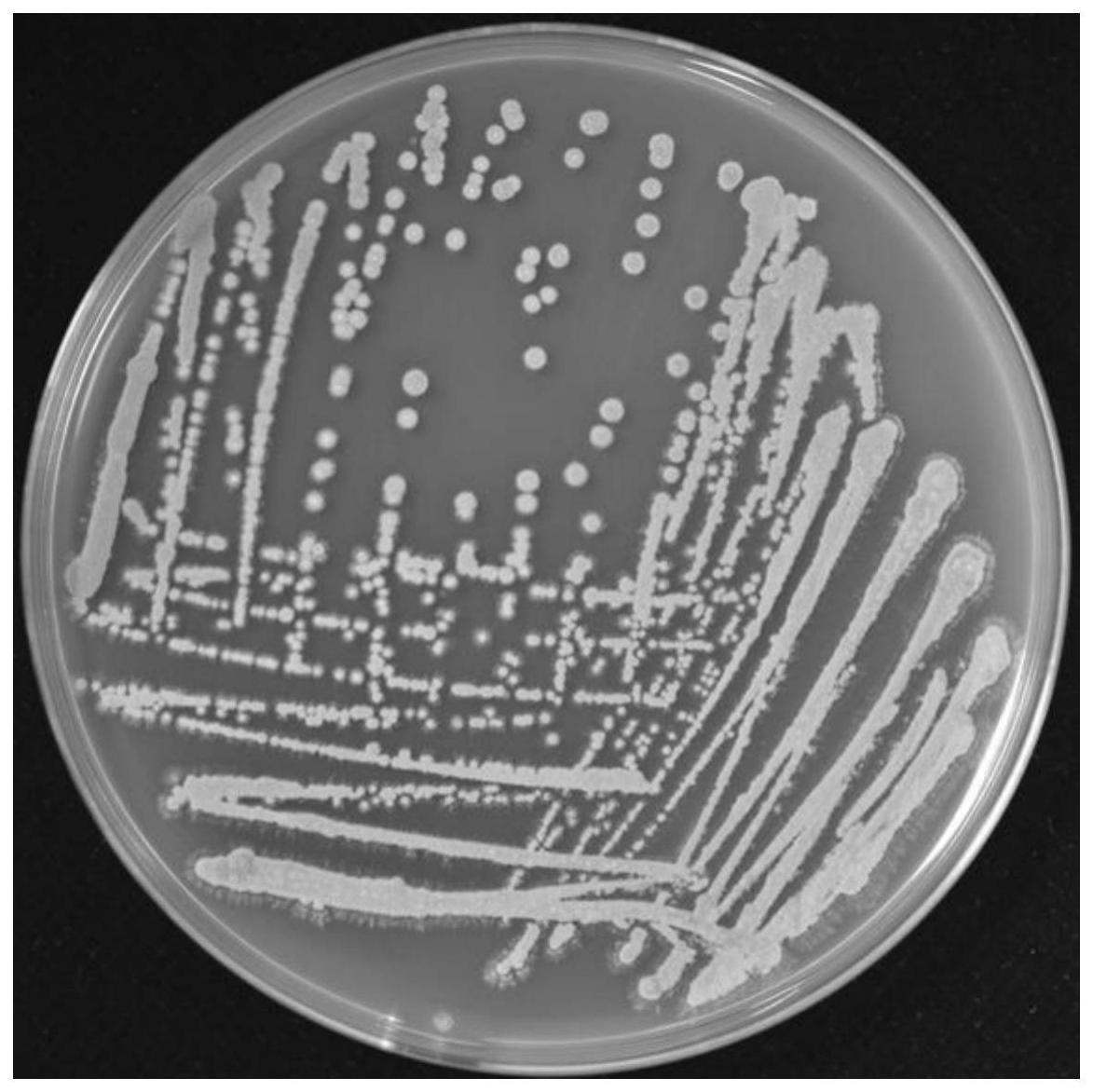 野尻链霉菌菌株及其发酵液在防治辣椒炭疽病中的应用