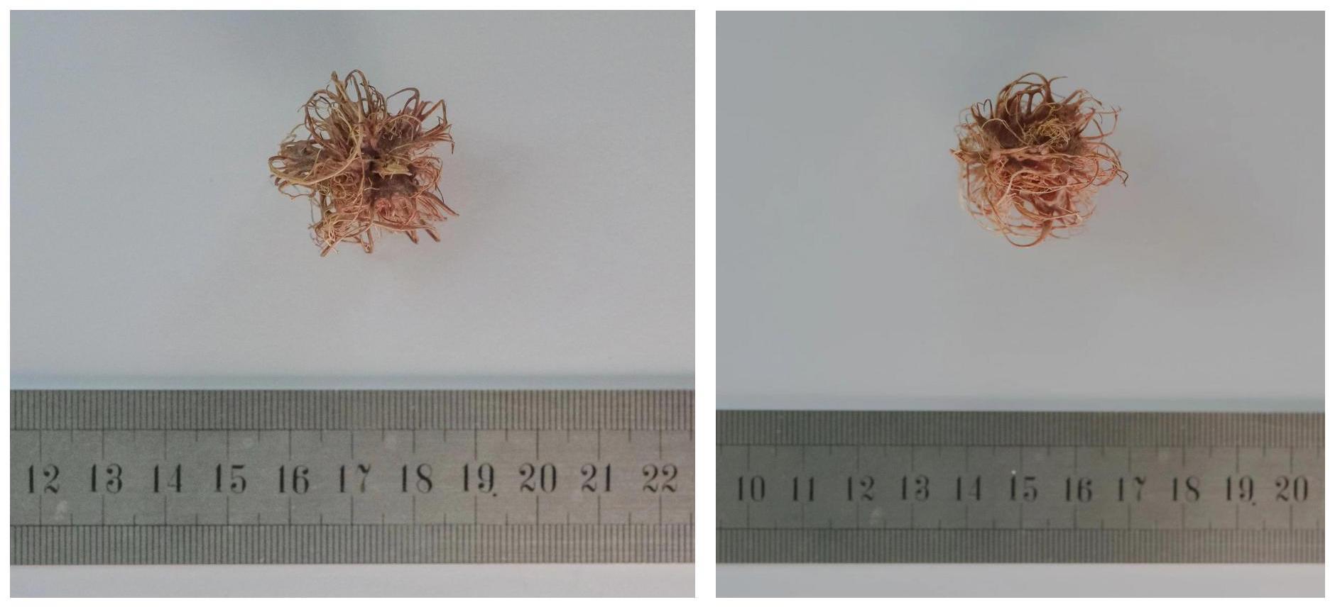 一种分离种核多胚室制作人工种子的方法与流程