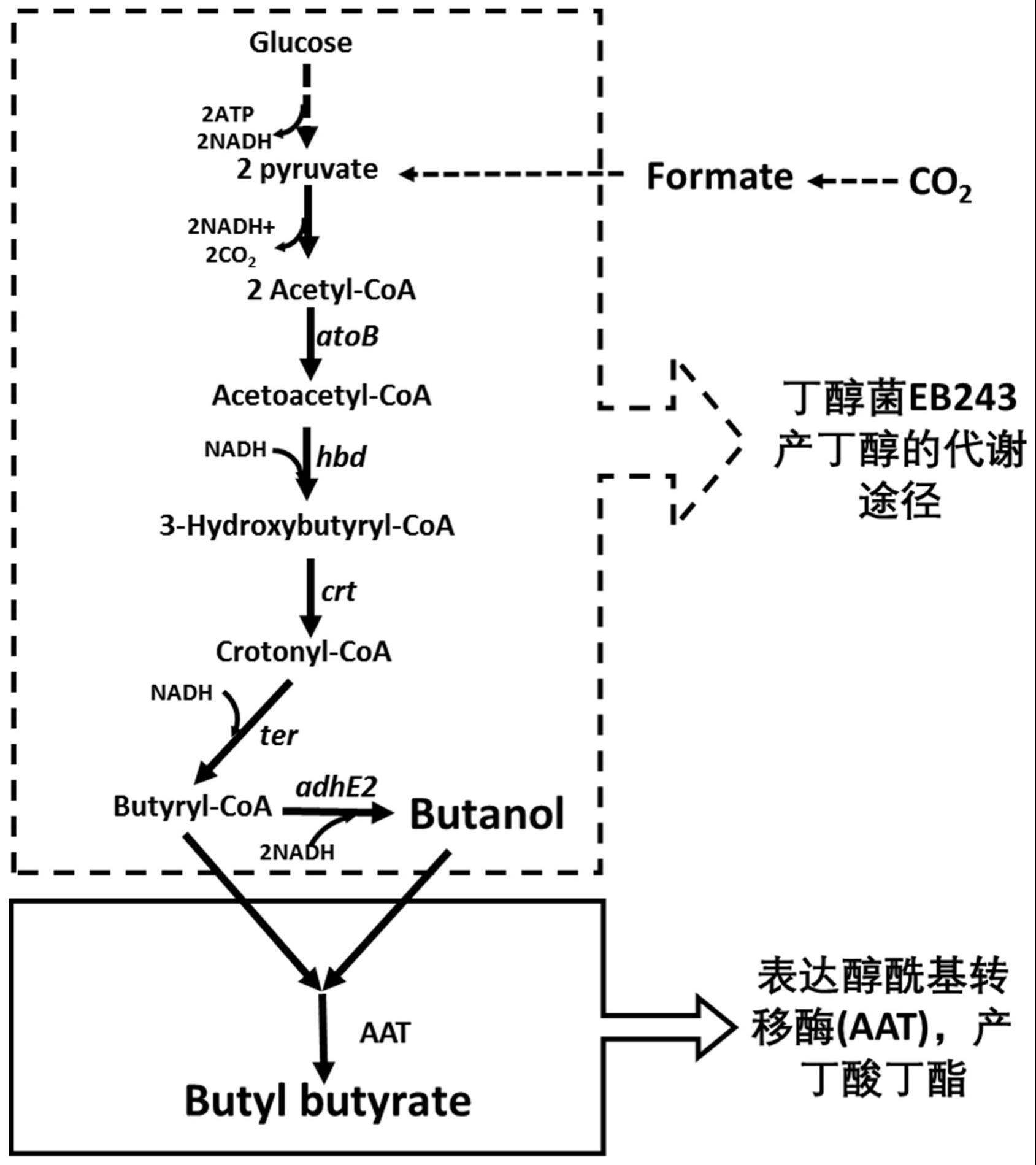 醇酰基转移酶