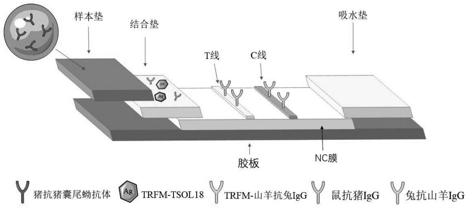 一种用于检测猪囊尾蚴的时间分辨荧光免疫试纸条及其制备方法