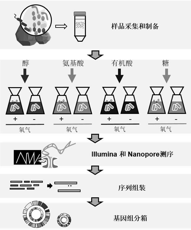 海洋生物被膜细菌的富集培养及其基因组的获取方法