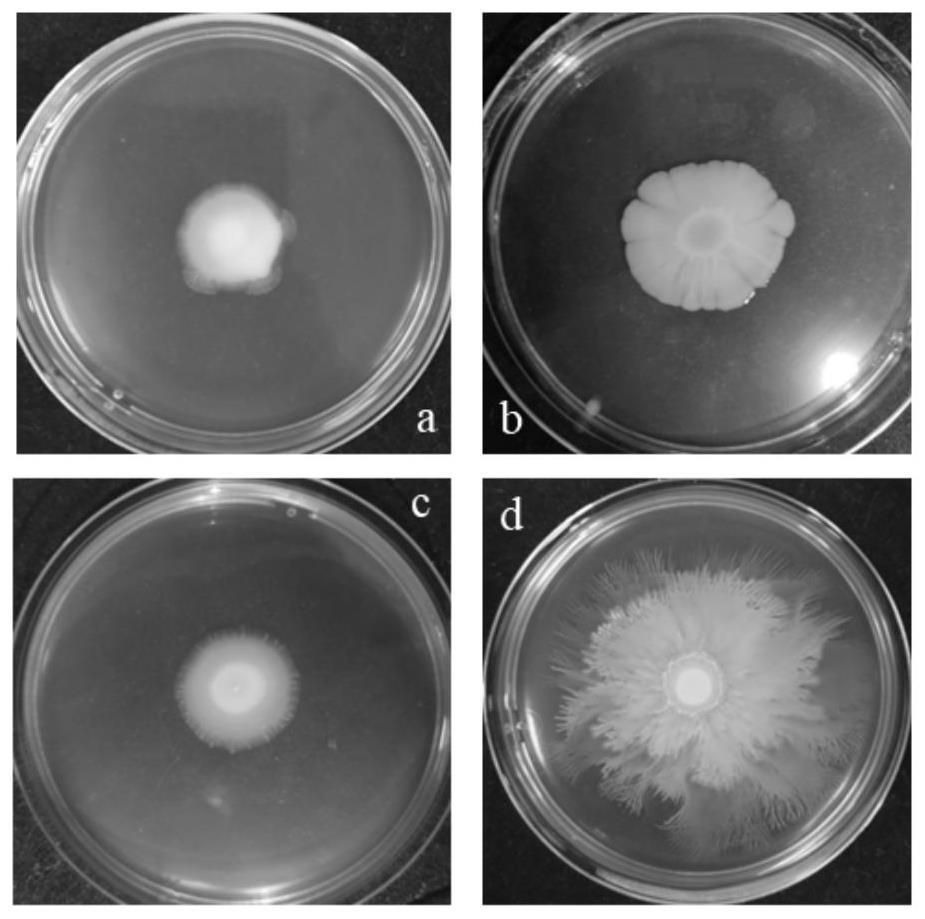 一种生物膜高产的解淀粉芽孢杆菌基因工程菌及其构建方法和应用