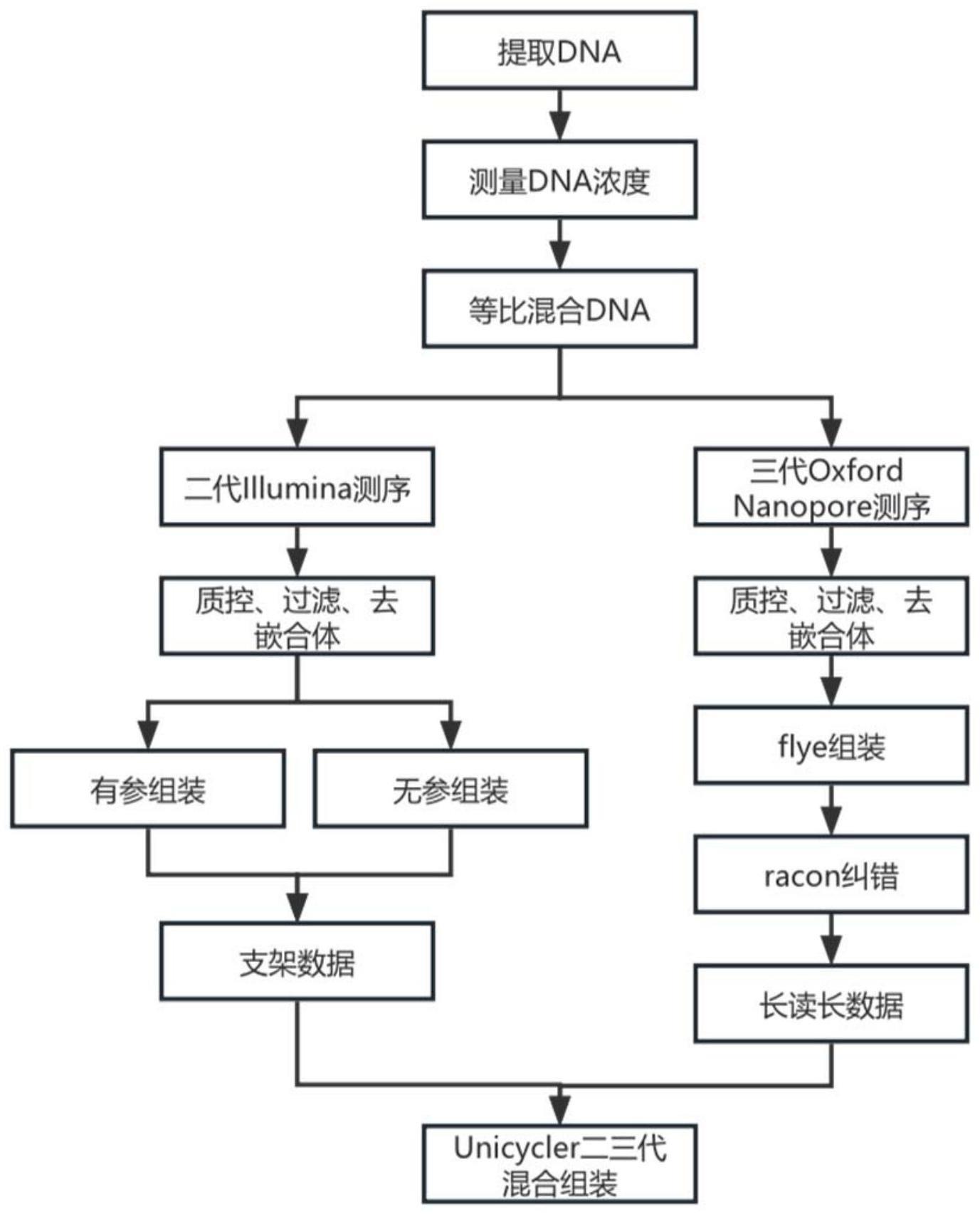 一种结合二代和三代测序的多菌株全基因组分析方法