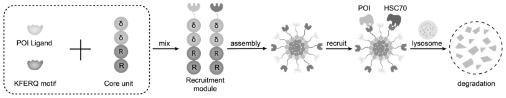 基于多肽自组装的自噬降解纳米复合物及其制备与应用的制作方法