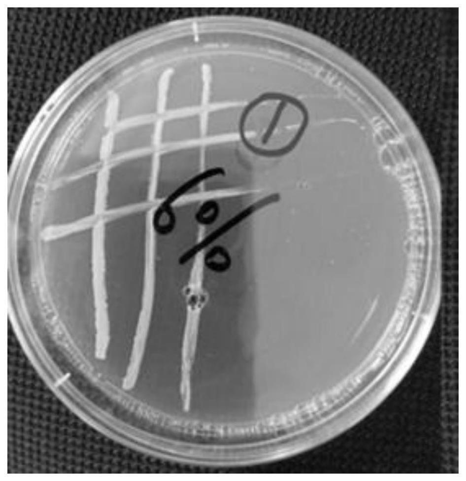 一种降解二甲基乙酰胺的原玻璃蝇节杆菌及应用的制作方法