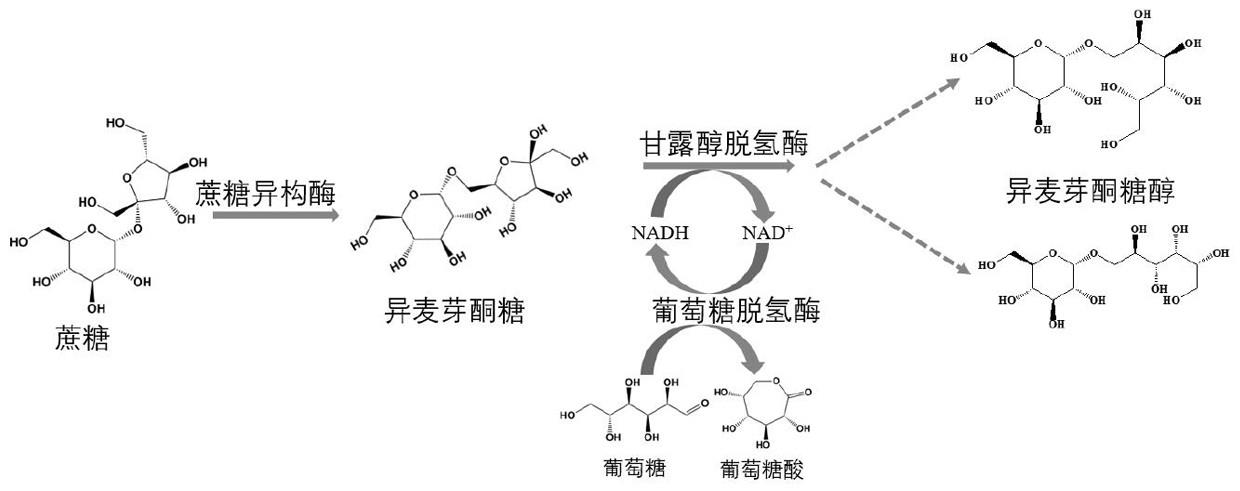 一种多酶级联反应催化蔗糖生产异麦芽酮糖醇的方法及其应用