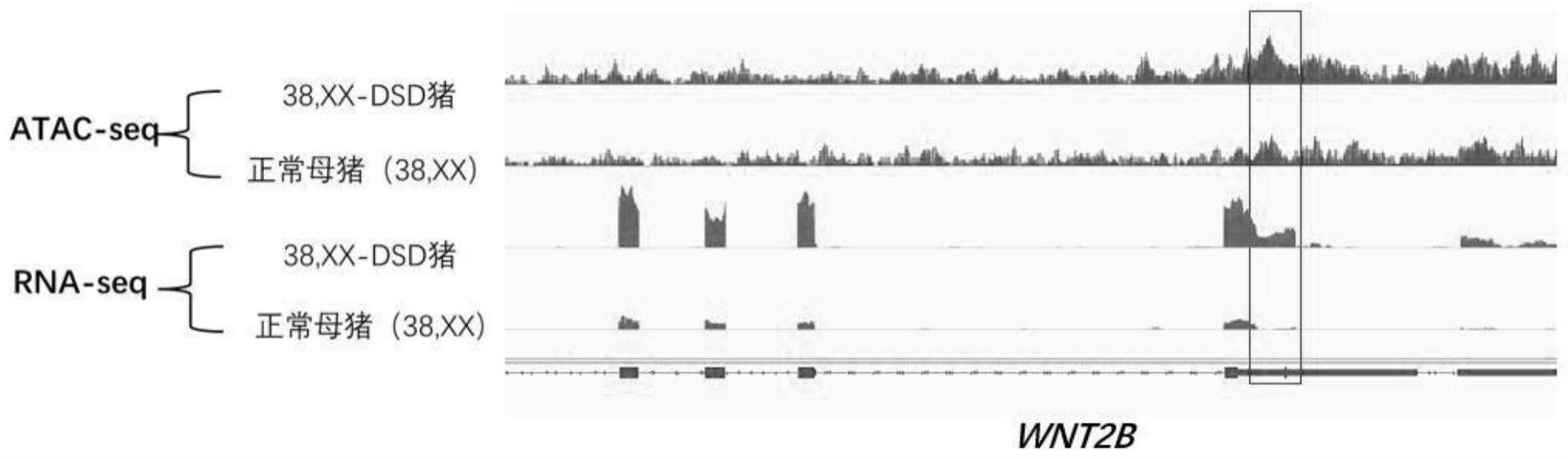 间性猪WNT2B基因的CNV标记及应用