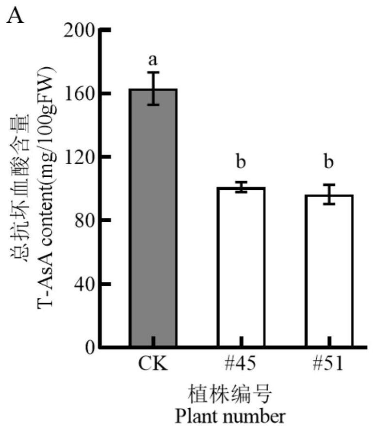 不结球白菜BcERF070基因的基因工程应用