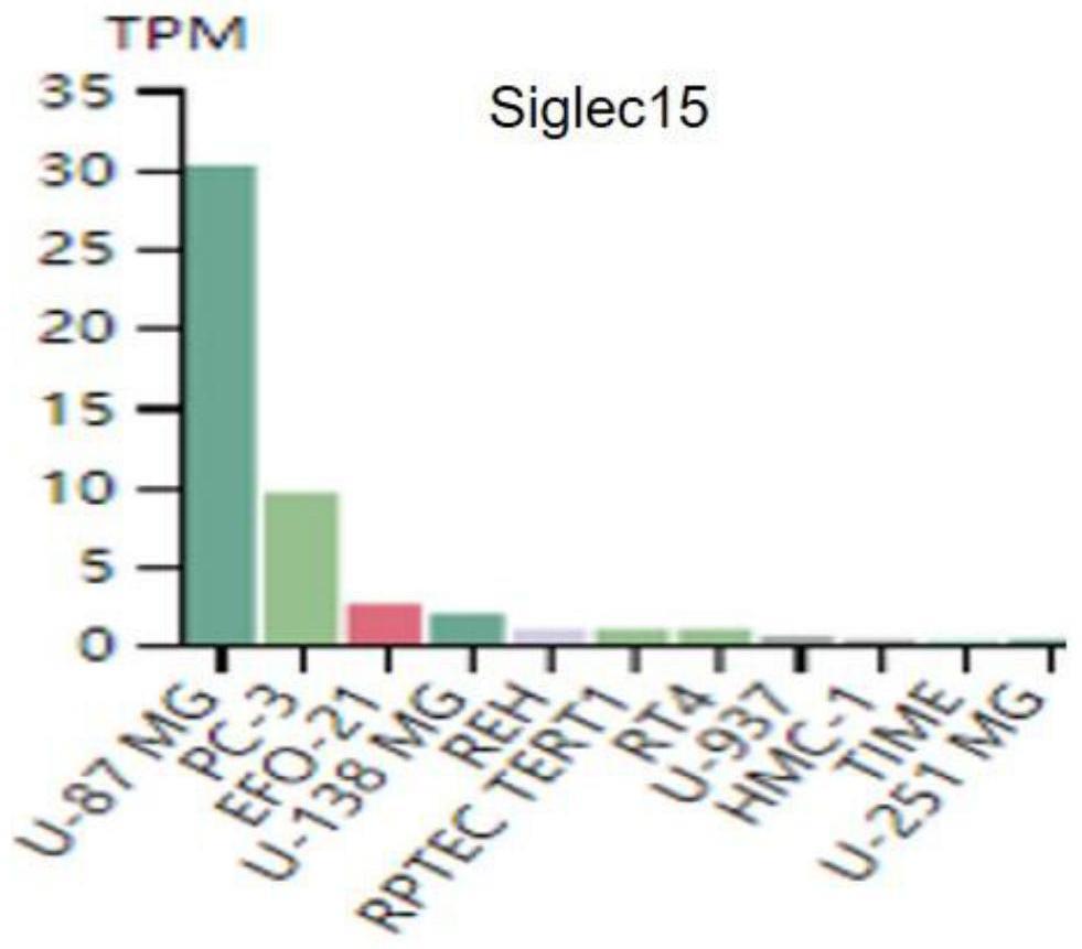 Siglec-15-SE超增强子在制备治疗肿瘤的产品中的应用