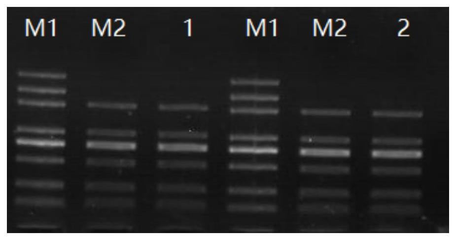 一种含小片段的DNA分子量标准物及其生产方法与流程