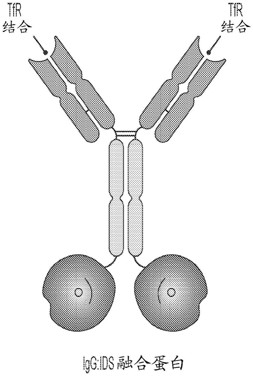 抗转铁蛋白受体融合蛋白及其使用方法与流程