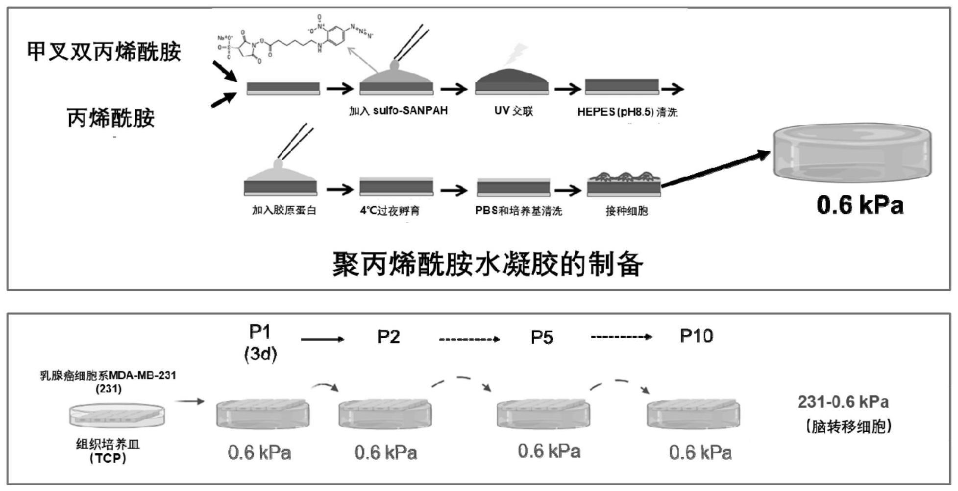 一种体外筛选脑转移肿瘤细胞的方法及其应用