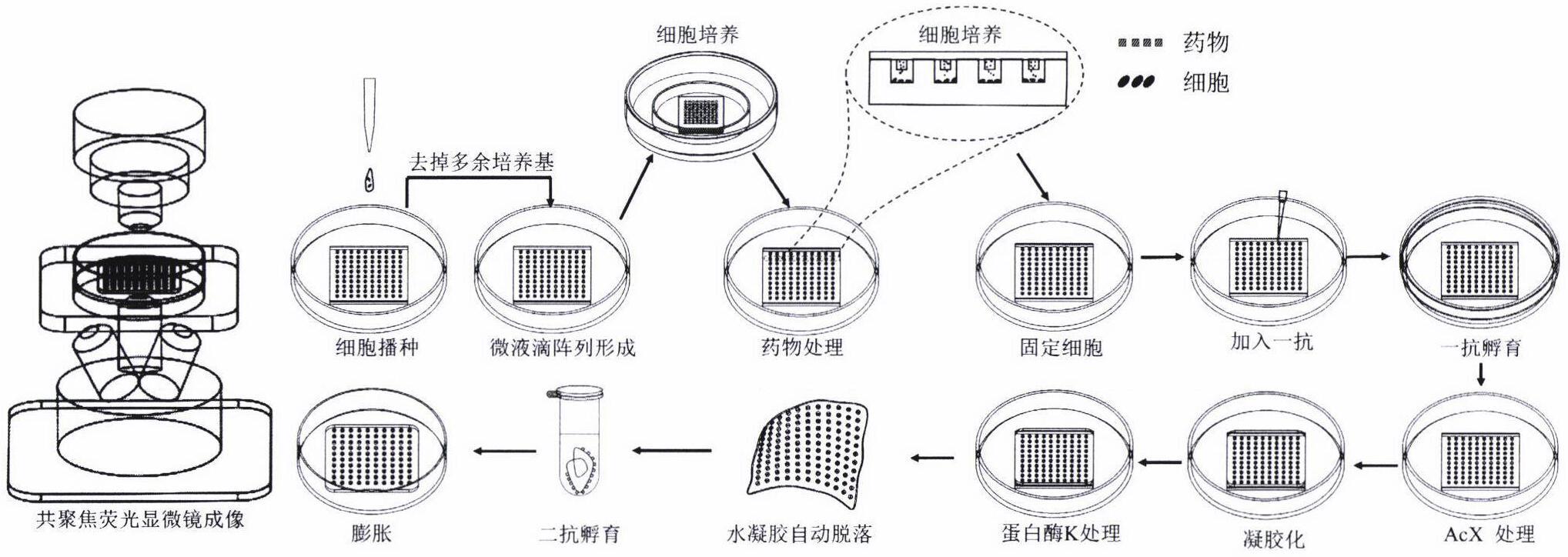 一种高通量高内涵的药物筛选方法